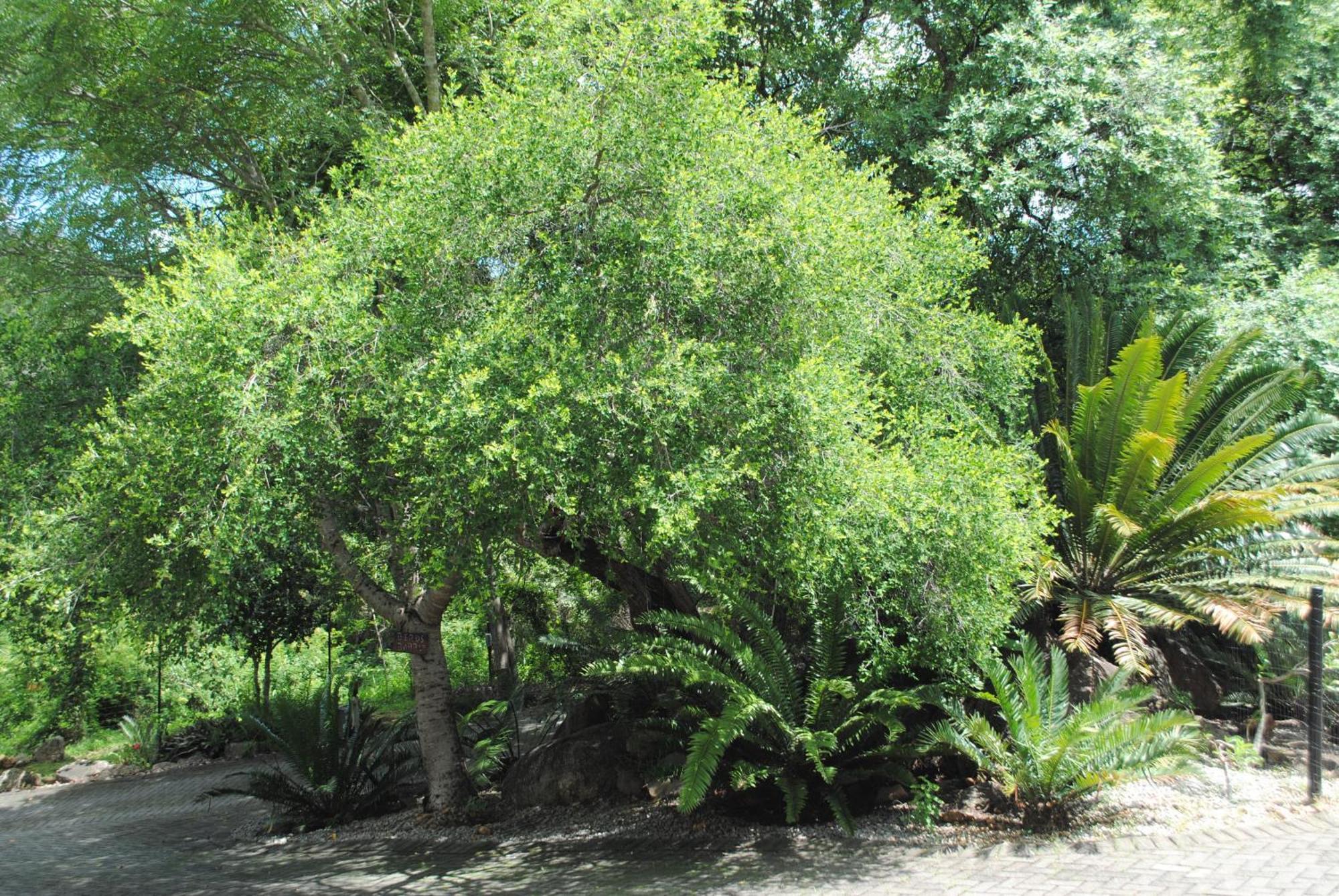 Birds Babble Self Catering Hotel Mbombela Exterior photo